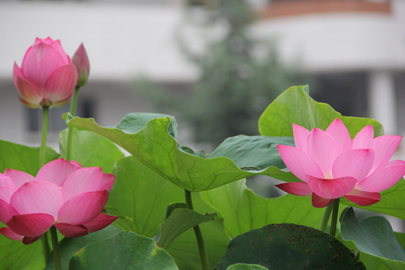 电子pg下载入口