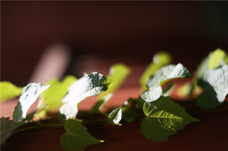 电子pg下载入口