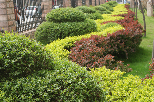 电子pg下载入口