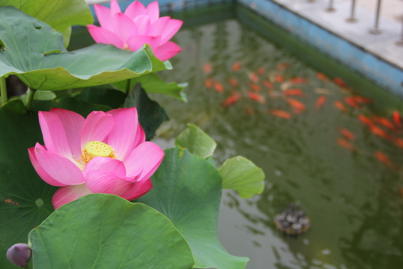 电子pg下载入口